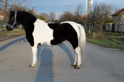 Pepita Super Kinderpony