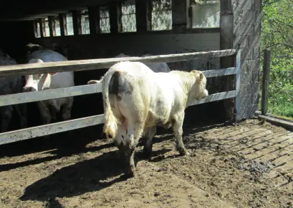 Stier Natursprung Charolais Deckstier