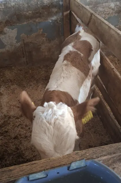 Bio Fleckvieh Stierkalb