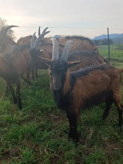 Aostataler Mischlingsböcke