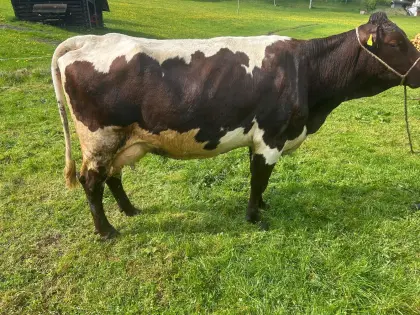 Pinzgauer Biokuh, reinrassig