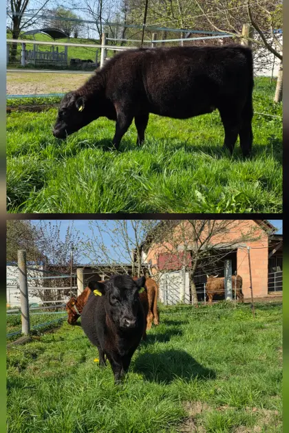 Dexter Färse - Herdbuch fähig -