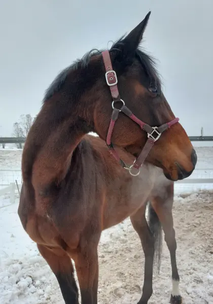 Vollblutstute 4-jährig, Beisteller/Freizeit