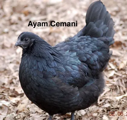 Bruteier Ayam Cemani
