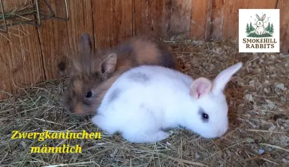 Zwergkaninchen-Jungtiere