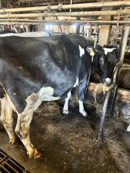 Milchkühe Schwarzbund