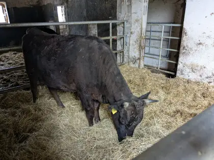 Wagyu Kuh mit Kalb