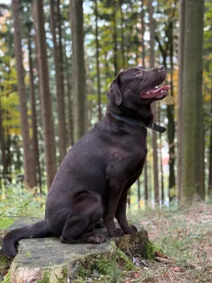 Labrador mit Ahnentafel