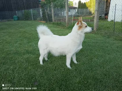 Wurfplanung Norrbottenspitz 2026 - Preis auf Anfrage