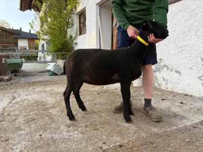 Weibliches Juraschaf zu verkaufen