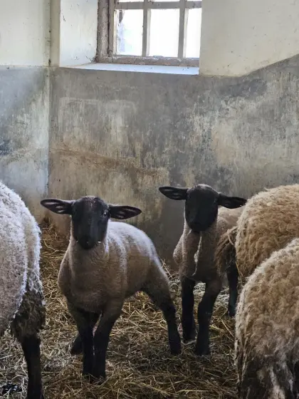Suffolk Herde
