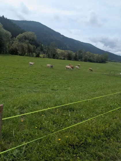 Weide, Zinsvieh