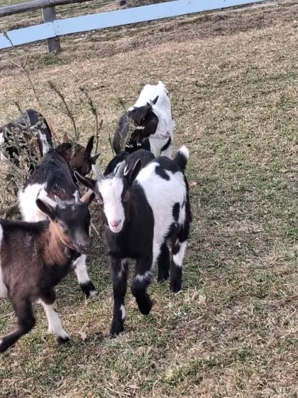 Tauernschecken-Kitze