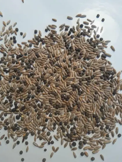 UM-Winterwicke, Grünschnittroggen-Gemenge