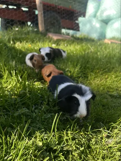 Junge Meerschweinchen