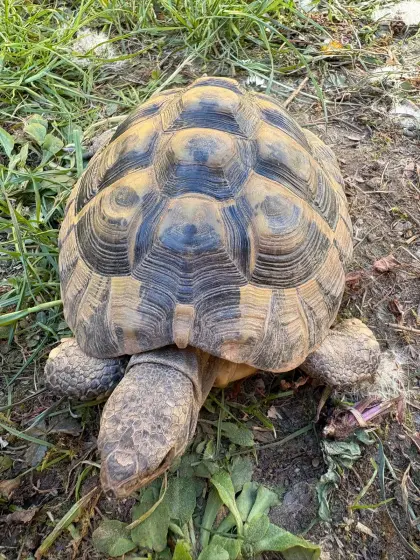 Griechische Landschildkröte