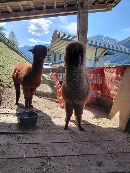 Alpaka Wallache