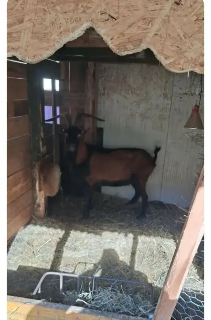 Tausche GGZ-Bock gegen Waliser Schafe