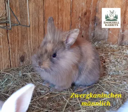 Zwergkaninchen-Jungtiere