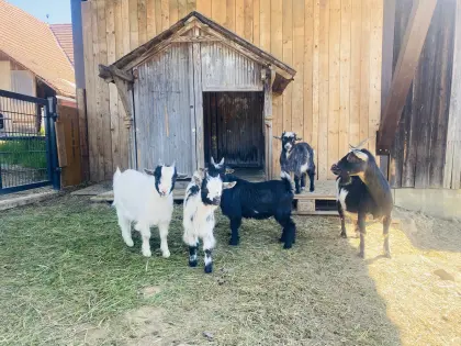 Mini Zwergziegen