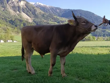 Schweizer Originalbraunvieh-Stier