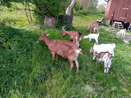 Milchziege Toggenburger