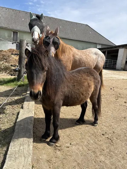 Pony Stute und Wallach