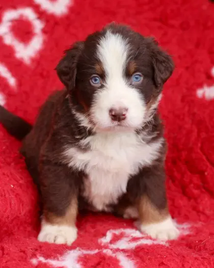 Wunderschöne Sennenhund-Welpen aus langlebigen Zuchtlinien