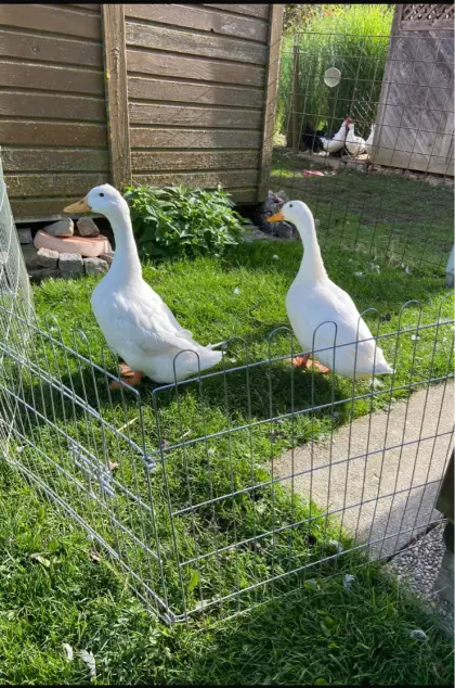 Verkaufe ein Paar Pekingenten