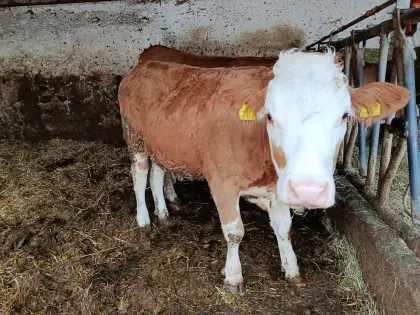 Bio-Fleckvieh-Jungkalbin