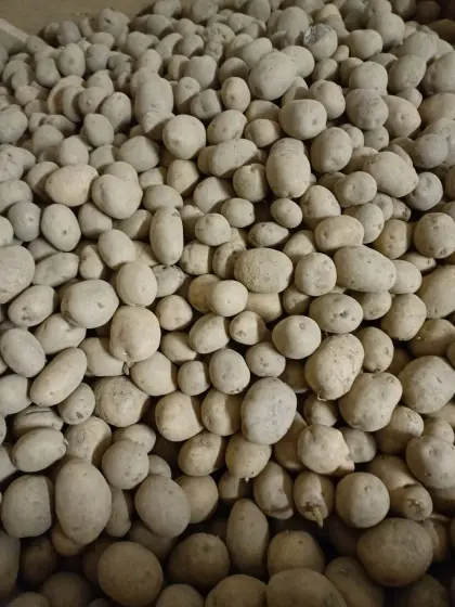 Eurostach 55/35, ca. 1.000 kg plus 900 kg Untergrößen 37/35.