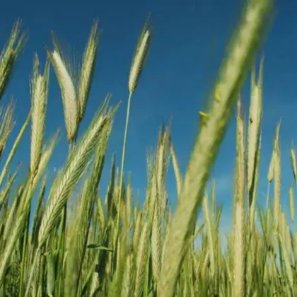 UM-Grünschnittroggen