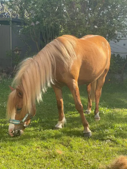 Pflegebeteiligung gesucht