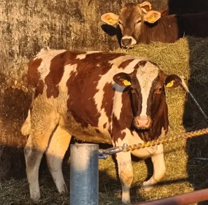 Verkaufe trächtige BIO FLxRF Kalbin