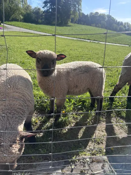 Shropshire Schaf Weiblich