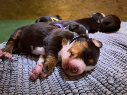 Großer Schweizer Sennenhund