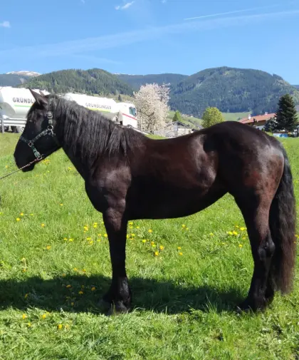 4-jährige sportliche Noriker Rappstute