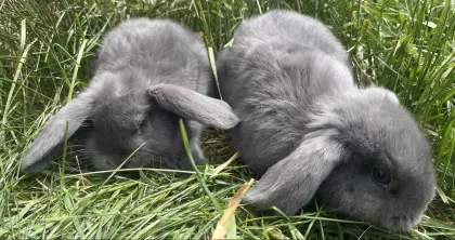 Zwergwidder blau, Rammler