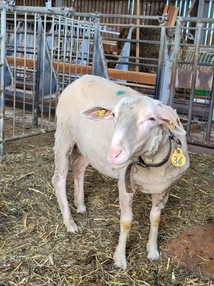 Trächtige Merinoschafe