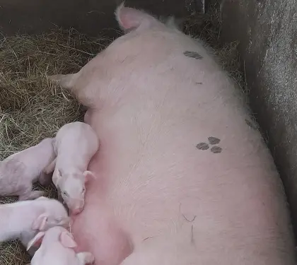 Reinrassiger Duroc Eber und zwei Muttersauen (Landschwein)