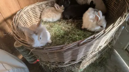 Löwenkopf Zwergkaninchen in allen Farben