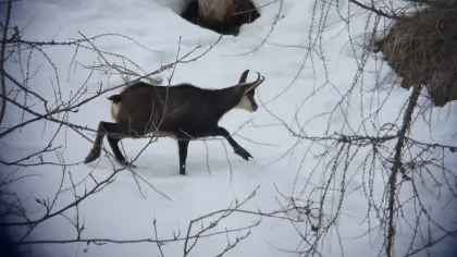 Suche langfristige Jagdpacht Salzburg