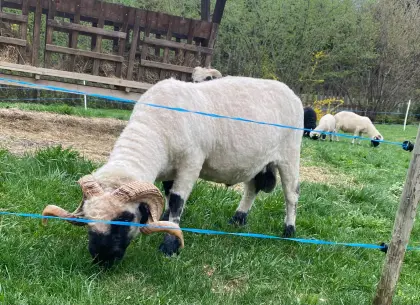 WSN Walliser Schwarznasenwidder HB G1 Arr/Arr