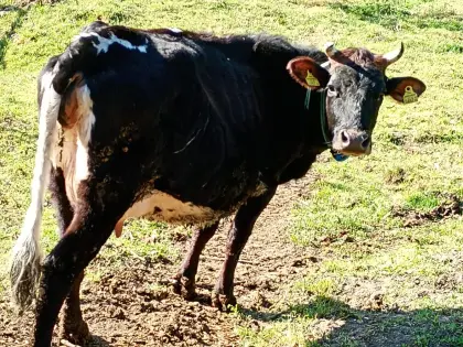 Bio Jersey x Pinzgauer Jungkuh