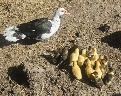 Moschusenten