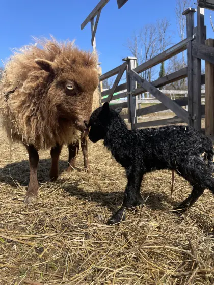 Quessant-Schafe, bretonische Zwergschafe Ouessant