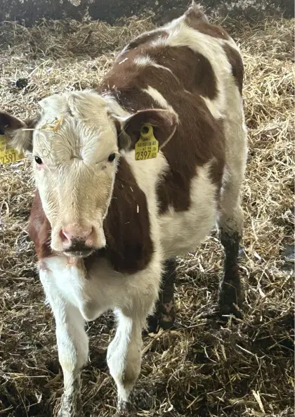 Fleckvieh Kalbinnen Bio