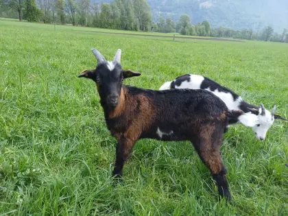 Tauernschecken Bockkitz zu verkaufen