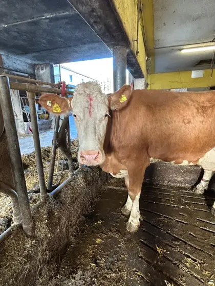 Milch- oder Mutterkuh zu verkaufen