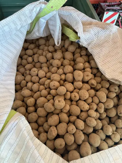 Kartoffel-Saatgut Hermes